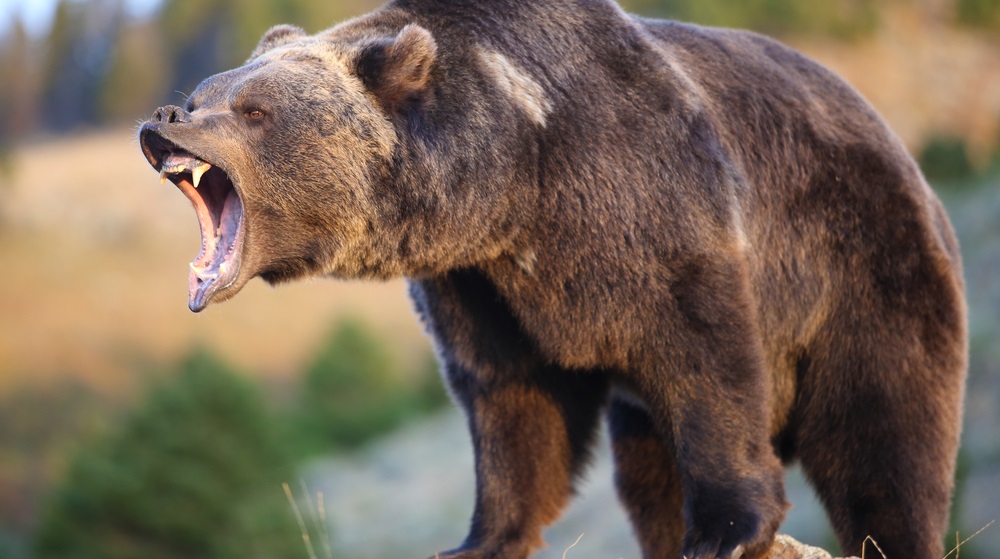It’s impossible to predict exactly when a bear market will start, but there are still strategies you can implement to respect the power of a bear market.
