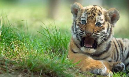 The so-called Tiger Cubs manage many of the world’s top hedge funds. And you can make a lot of money investing with people who know what they’re doing.
