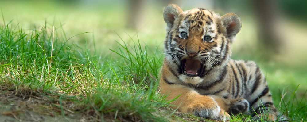 The so-called Tiger Cubs manage many of the world’s top hedge funds. And you can make a lot of money investing with people who know what they’re doing.