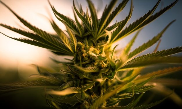 Why U.S.-Listed Pot Stocks Aren’t Always the Best Buys