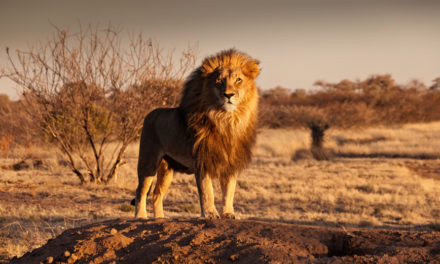 Ten years from now, everyone will be talking about “African Lions.” And I don’t mean the legendary king of the jungle.
