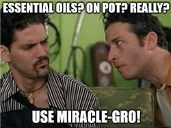 essential oil meme