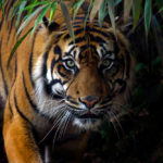 Tiger Direct and Facebook stock