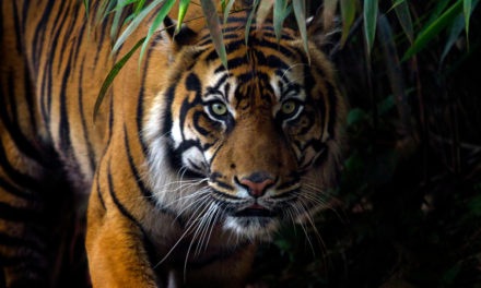 Tiger Direct and Facebook stock