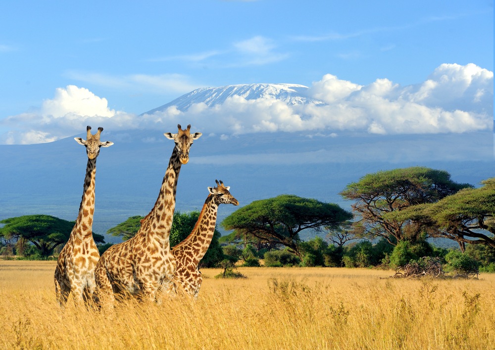 History tells us that the next big burst of industrial investment is going to be in Africa … and smart investors should start positioning themselves to profit from this development now.