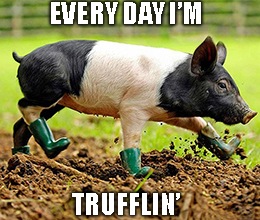 While you contemplate Chinese pork, Great Stuff will take a holiday break.