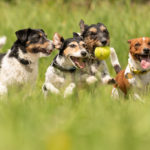 There’s a new version of the Dogs of the Dow strategy, and it’s an even better way to beat the market.