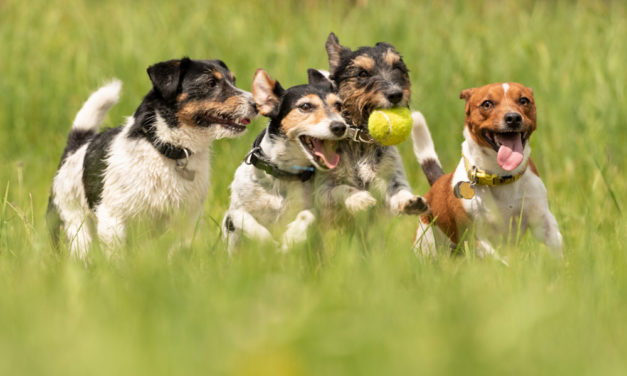 Buy 10 “Small Dog” Stocks to CRUSH the Market