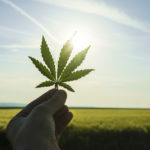 Cannabis jobs lay offs weed leaf