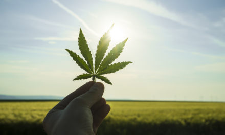 Cannabis jobs lay offs weed leaf