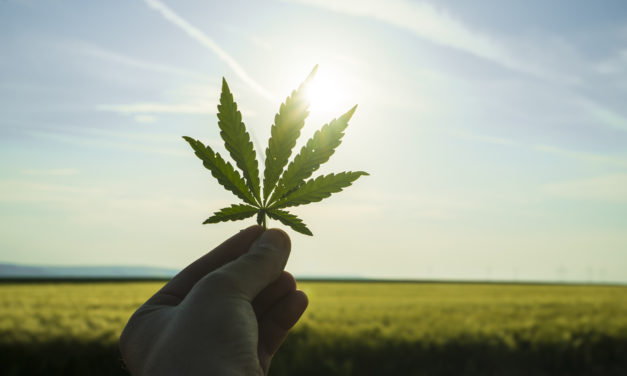 Cannabis Pitfall Ahead — How You Can Profit