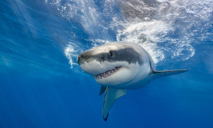 For investors, it feels like swimming in shark-infested waters. But when these signs come together, it will be safer to get back in the water.