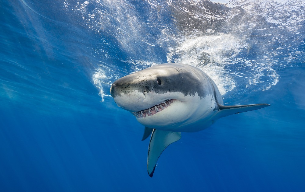 For investors, it feels like swimming in shark-infested waters. But when these signs come together, it will be safer to get back in the water.