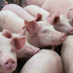 Bears and Bulls Make Money — Pigs Get Slaughtered