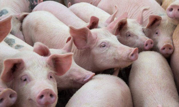 Bears and Bulls Make Money — Pigs Get Slaughtered