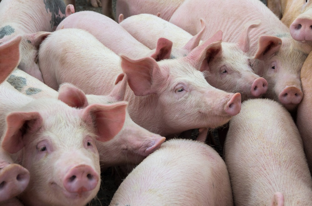 Bears and Bulls Make Money — Pigs Get Slaughtered