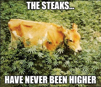 Steaks Are High Cow Meme Steaks Are High Cow Meme