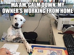 Zoom virtual dog receptionist meme