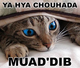 Ya Hya Chouhada Muad'dib sand investing meme
