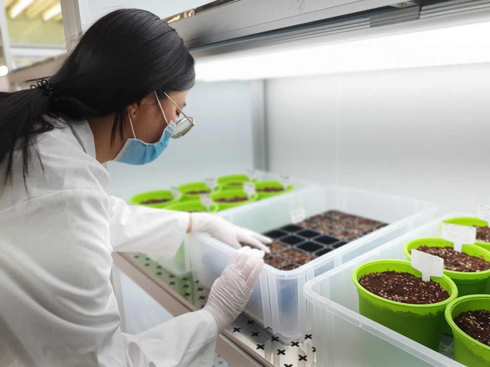 CRISPR technology cannabis boost