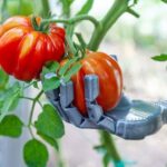 agricultural robotics