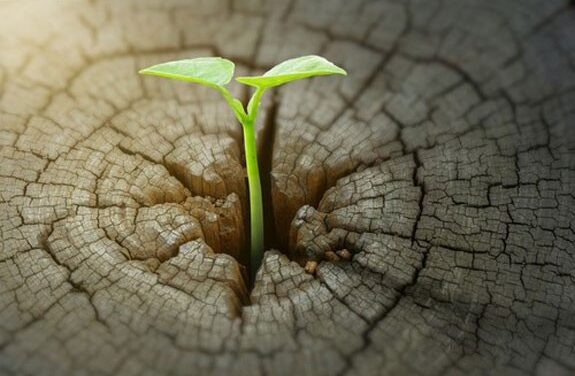 Renewables Resurgence? 4 Plays to Profit
