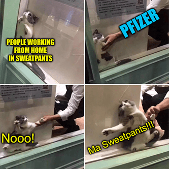 Pfizer Cat Behind Glass Working in Sweatpants Meme