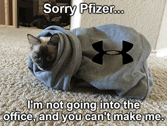 Under Armour Kitty Sorry Pfizer Meme