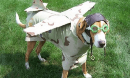 Boeing 737 Max cleared in China for takeoff dog meme