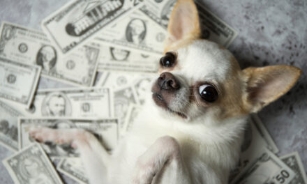 alpha dog of the dow