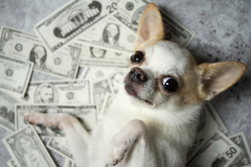 alpha dog of the dow