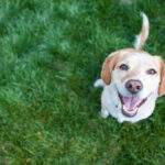 Opportunity for investment with pets