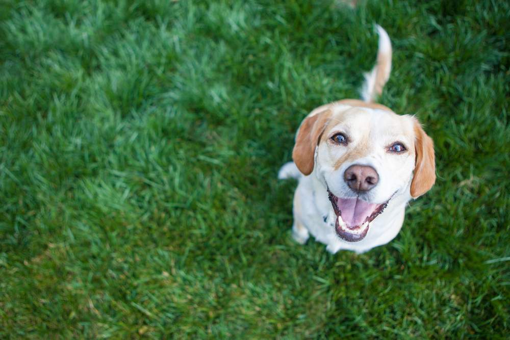 Opportunity for investment with pets