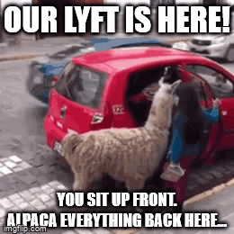 Lyft Alpaca The Car GIF