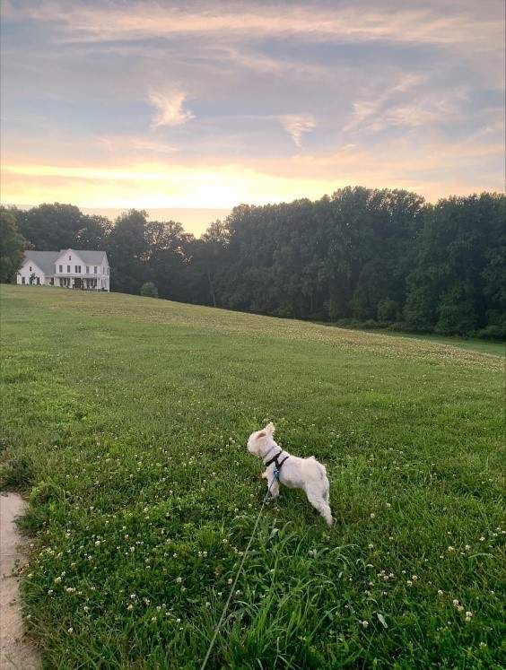 Tripp the dog