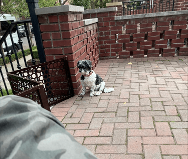 Sam the dog