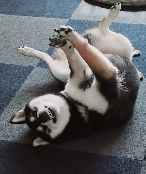Max the dog