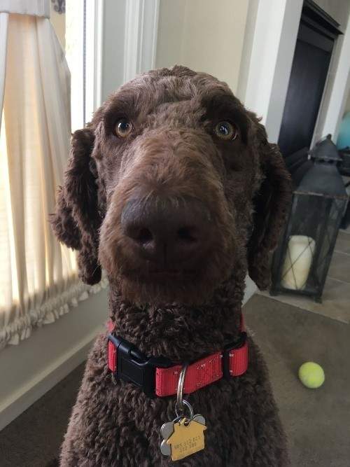Millie the dog