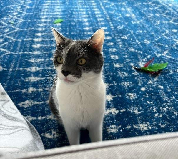 Max the cat