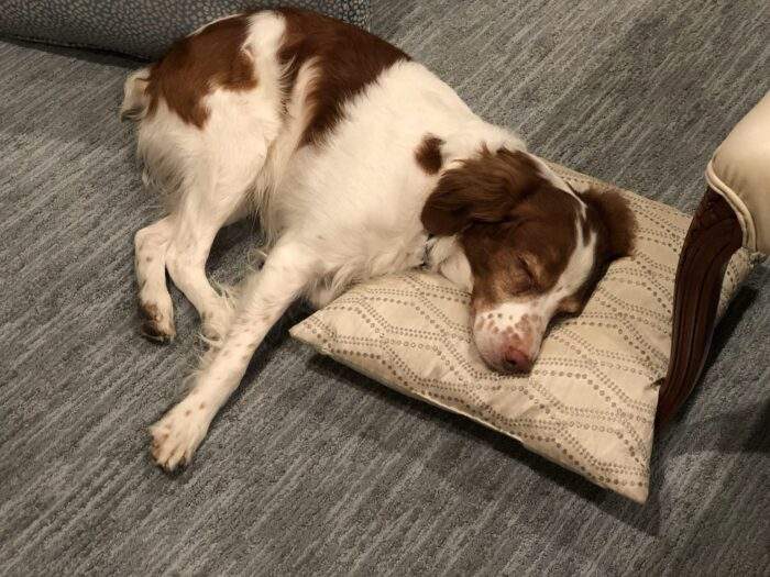 Riley, after a long walk