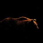 experience with a disciplined and objective approach will help you find the next bear market catalyst