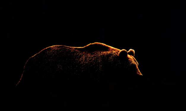 Beware the Bear’s Next Catalyst