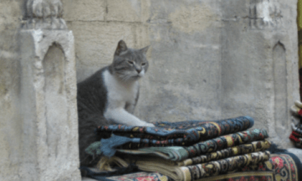 Elder Scrolls Cat Crypto Lending Have Coin Meme