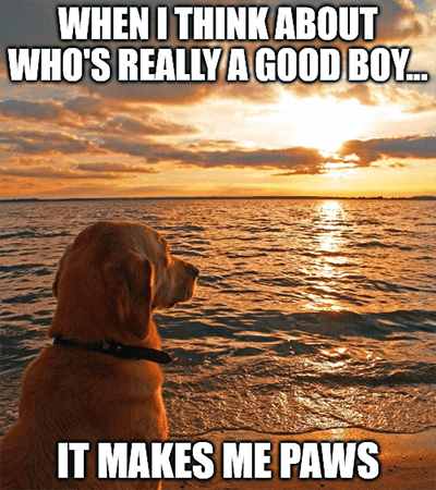 Who's really a good boy makes me paws meme