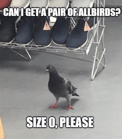 Foot Locker pigeon Allbirds shoe store meme