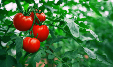$50 tomato Grandpa Louie investing lesson