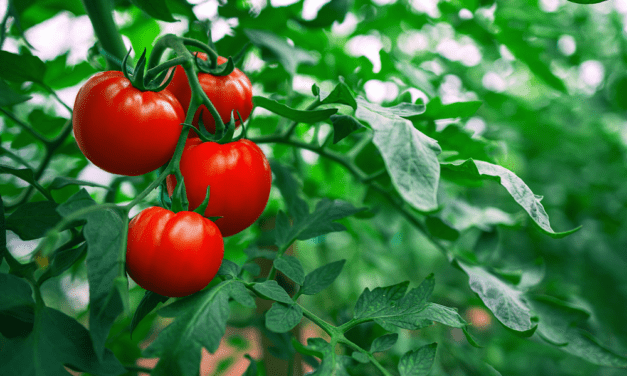 Investing Insights From Grandpa Louie and $50 Tomatoes
