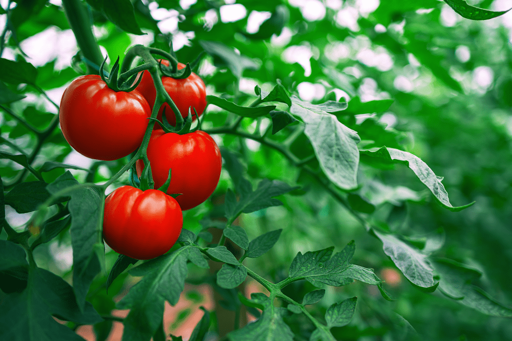$50 tomato Grandpa Louie investing lesson
