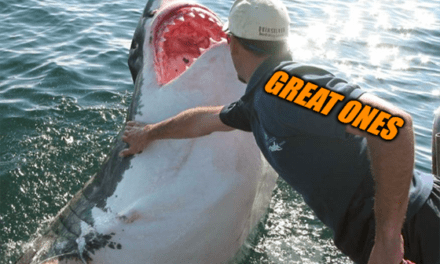Shark MicroStrategy buying bitcoin meme