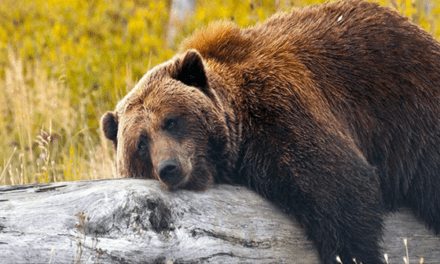 This bear market can't bear it meme